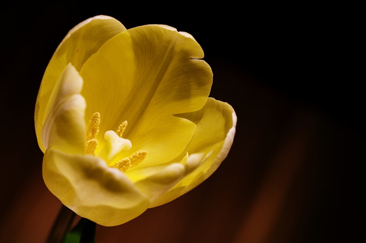 tulip  blossom  bloom free photo