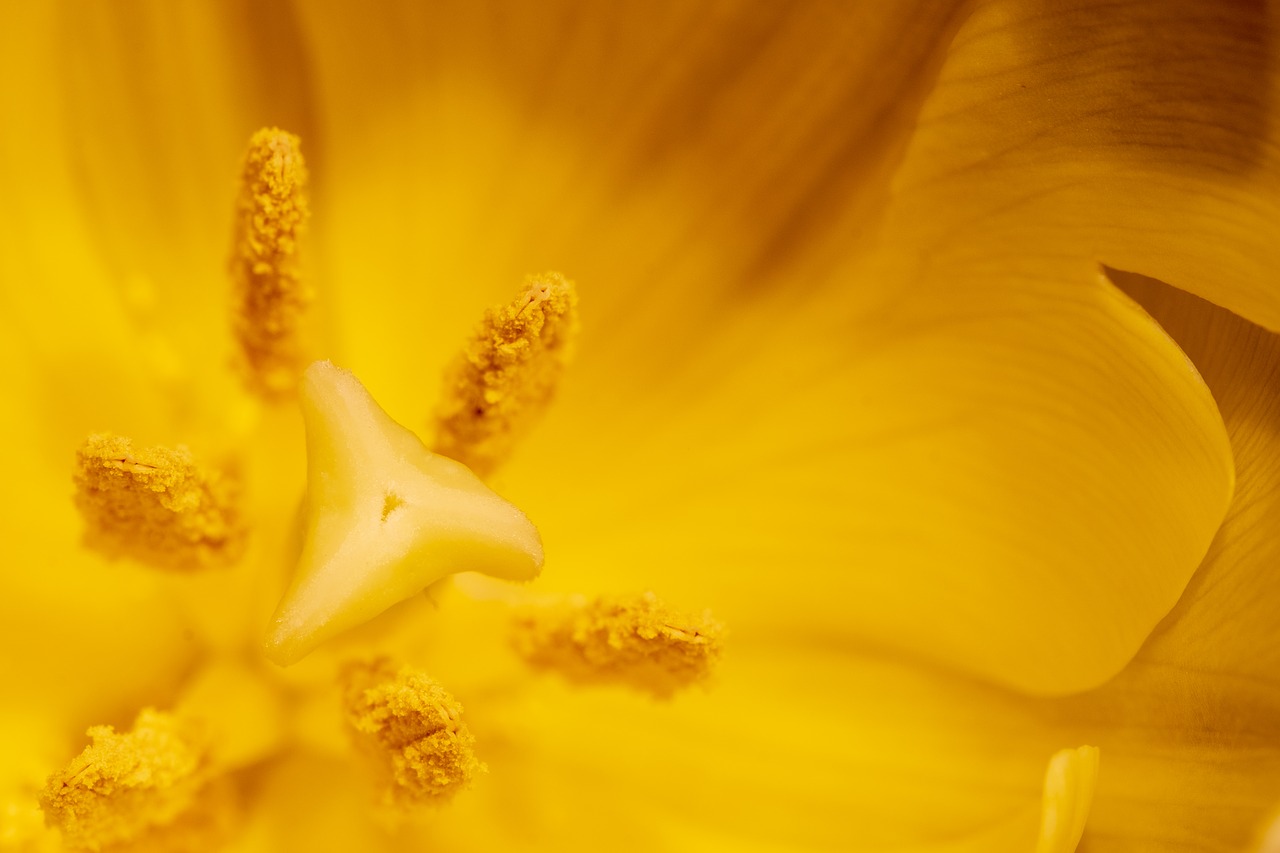 tulip  blossom  pistil free photo