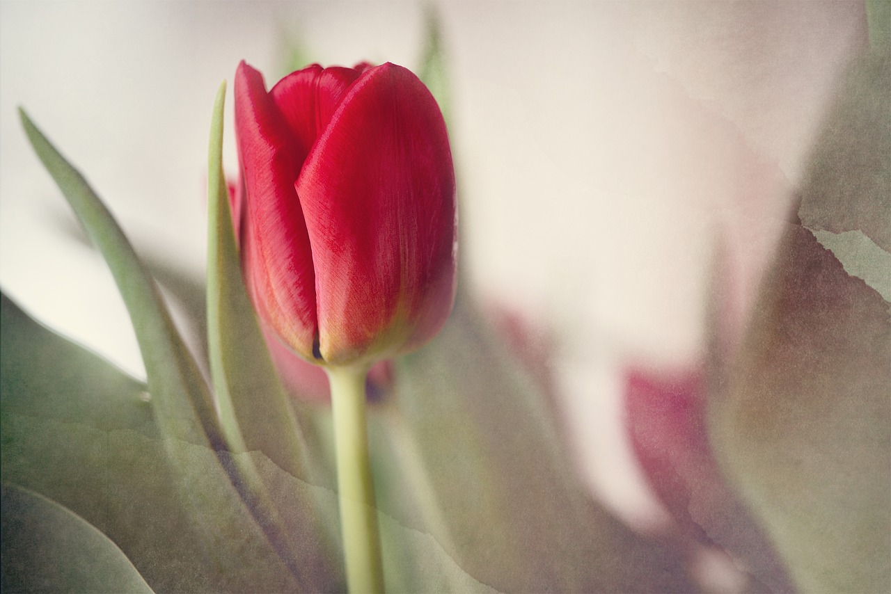 tulip  red  flower free photo