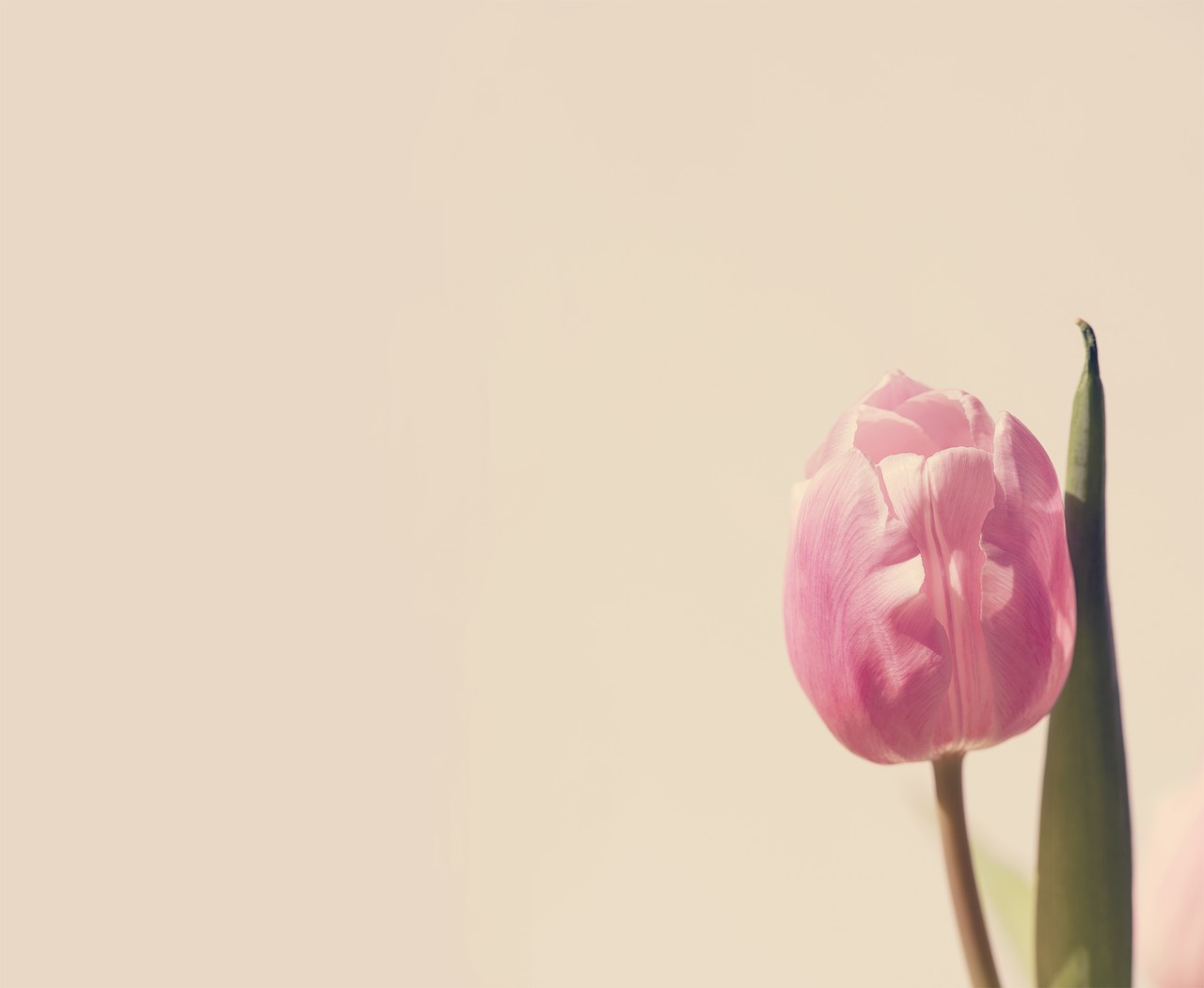 tulip  pink  blossom free photo