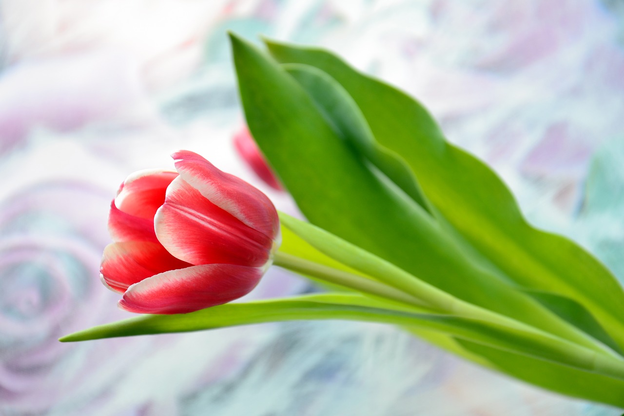 tulip  holiday  flower free photo