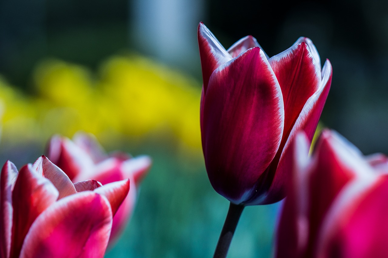 tulip  red  close up free photo