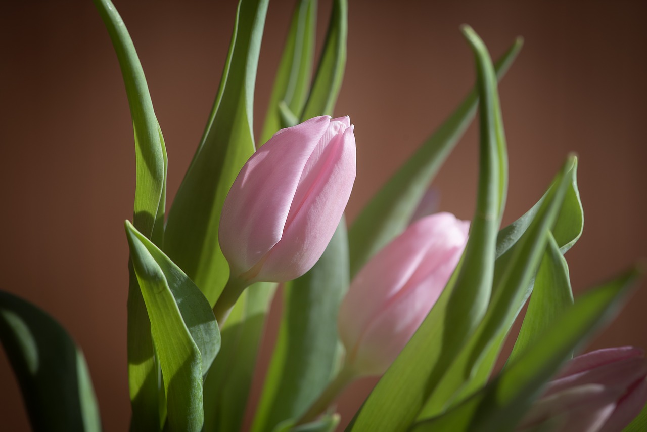 tulip  pink  flower free photo