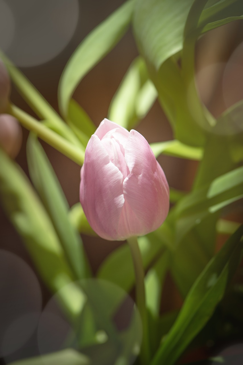 tulip  flower  pink free photo