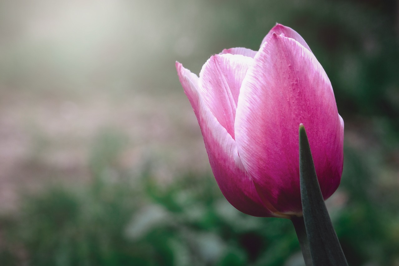 tulip  flower  spring free photo