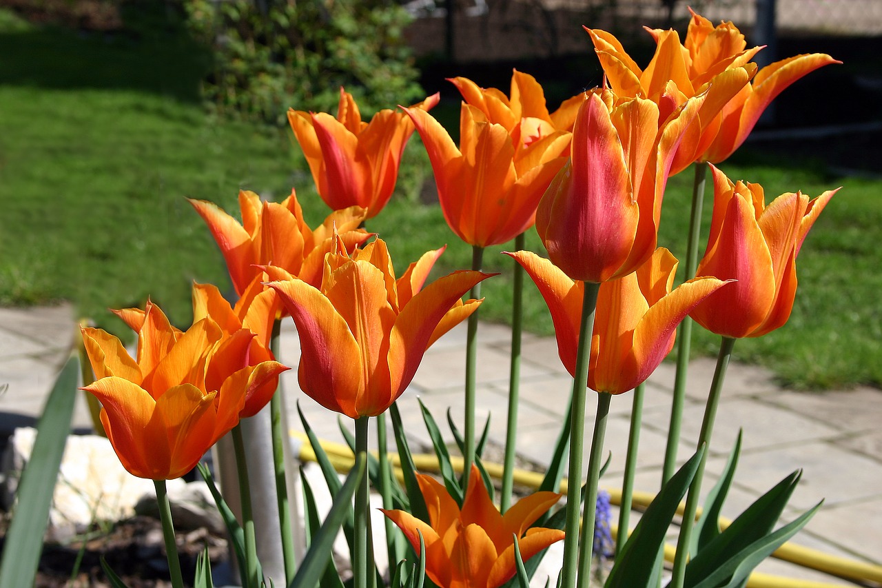 tulip  blossom  bloom free photo