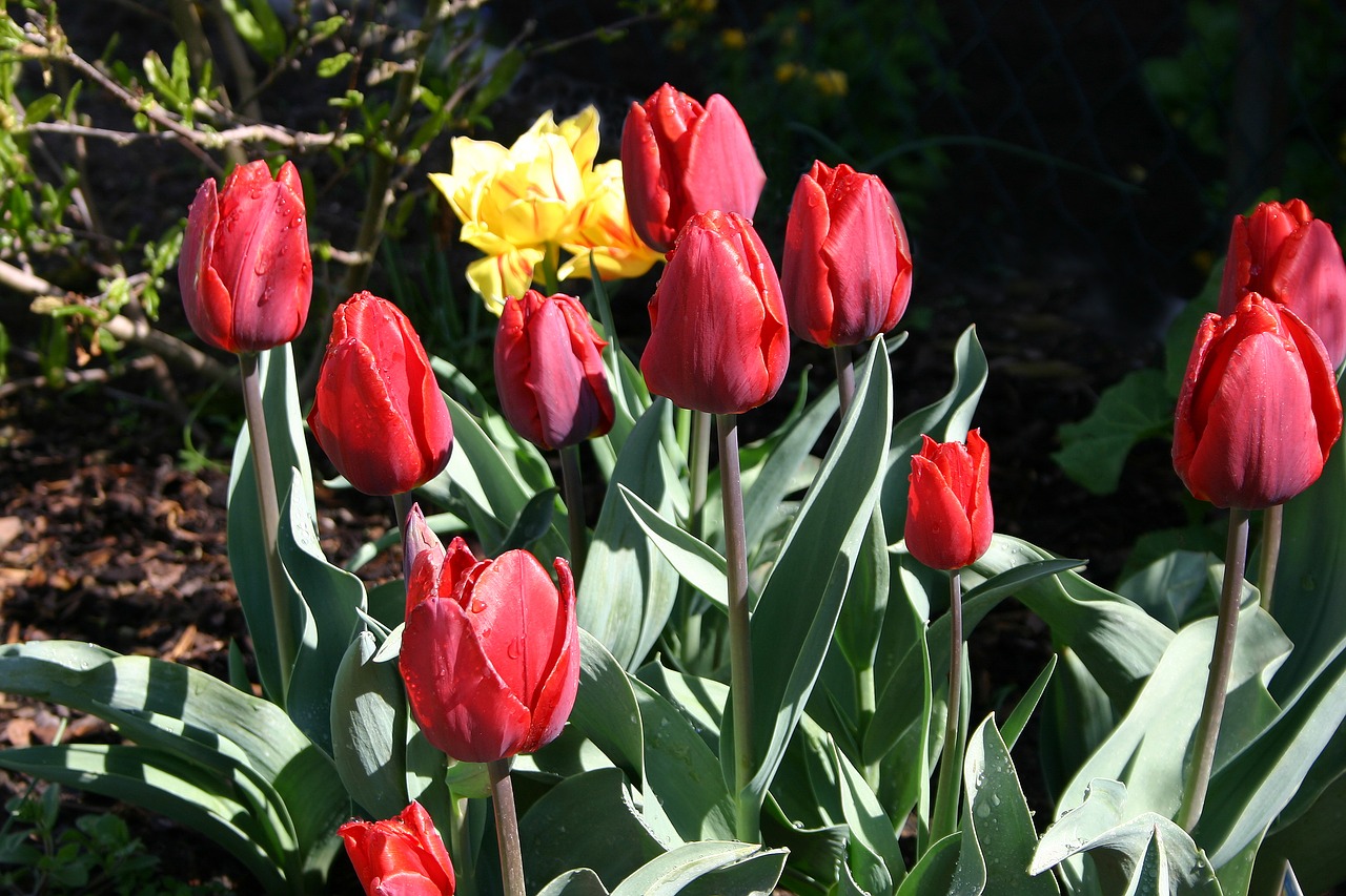 tulip  flower  spring free photo