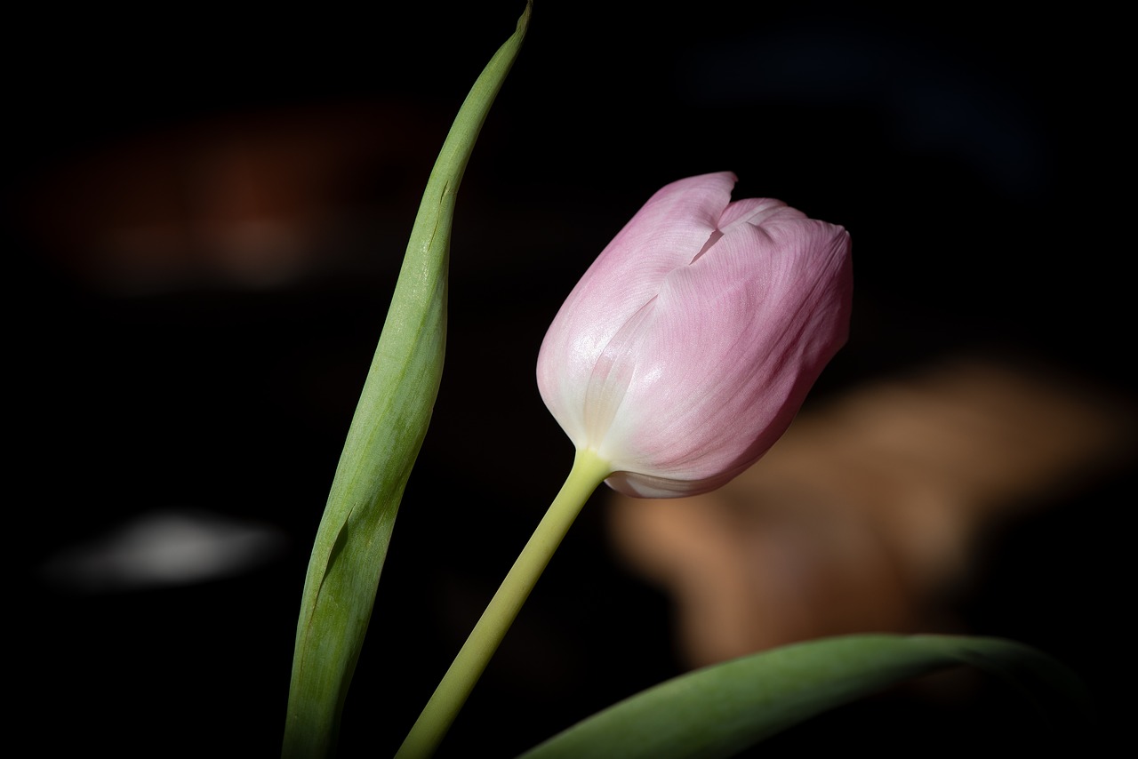 tulip  flower  pink free photo