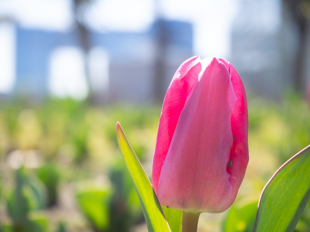 tulip  flowers  spring free photo