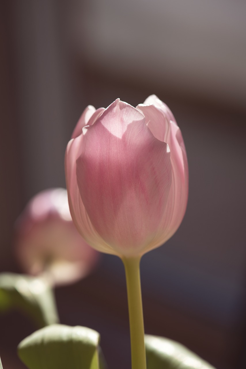 tulip  flower  pink free photo