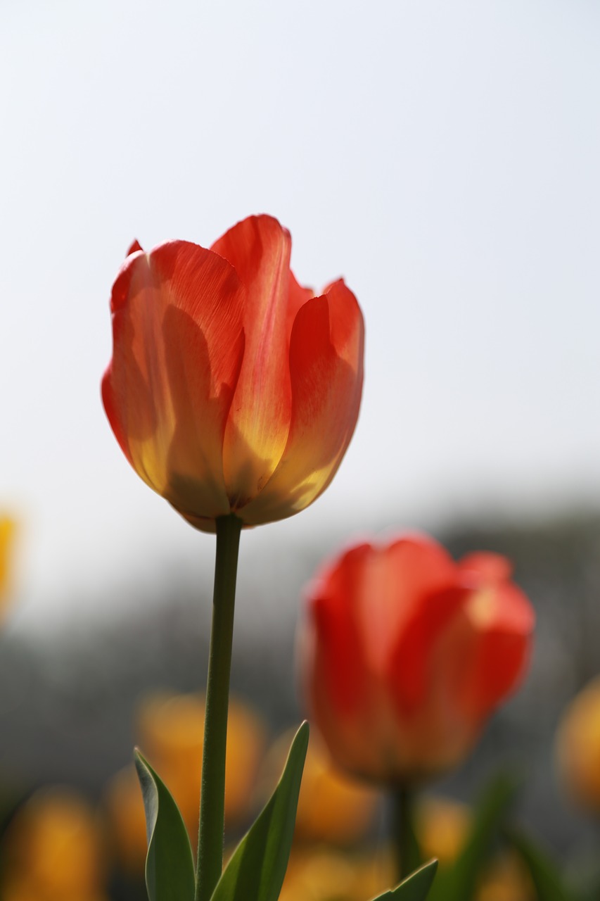 tulip  flowers  bud free photo