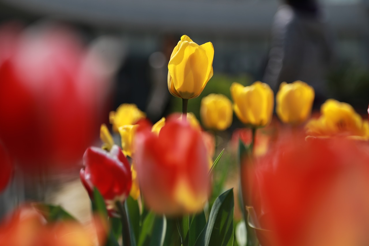 tulip  flowers  bud free photo