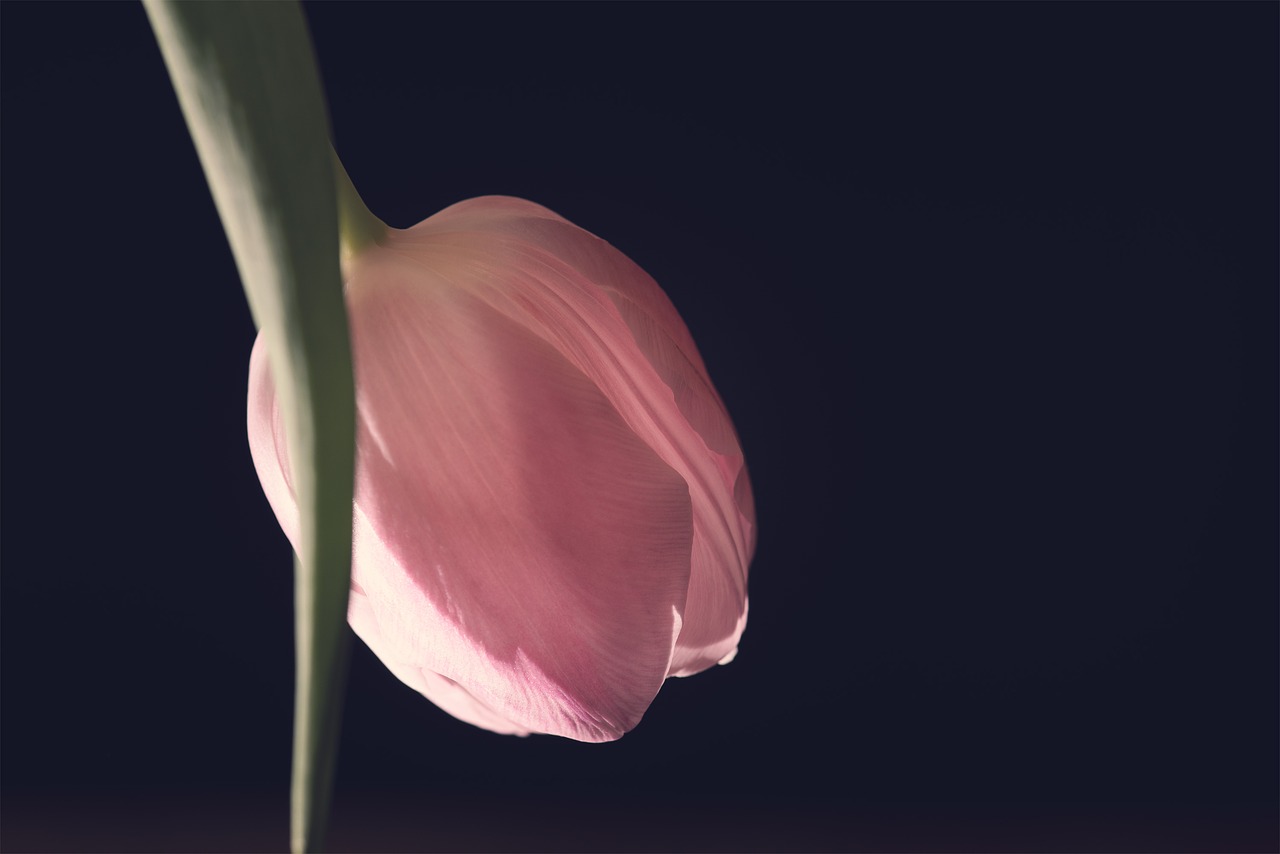 tulip  pink  flower free photo