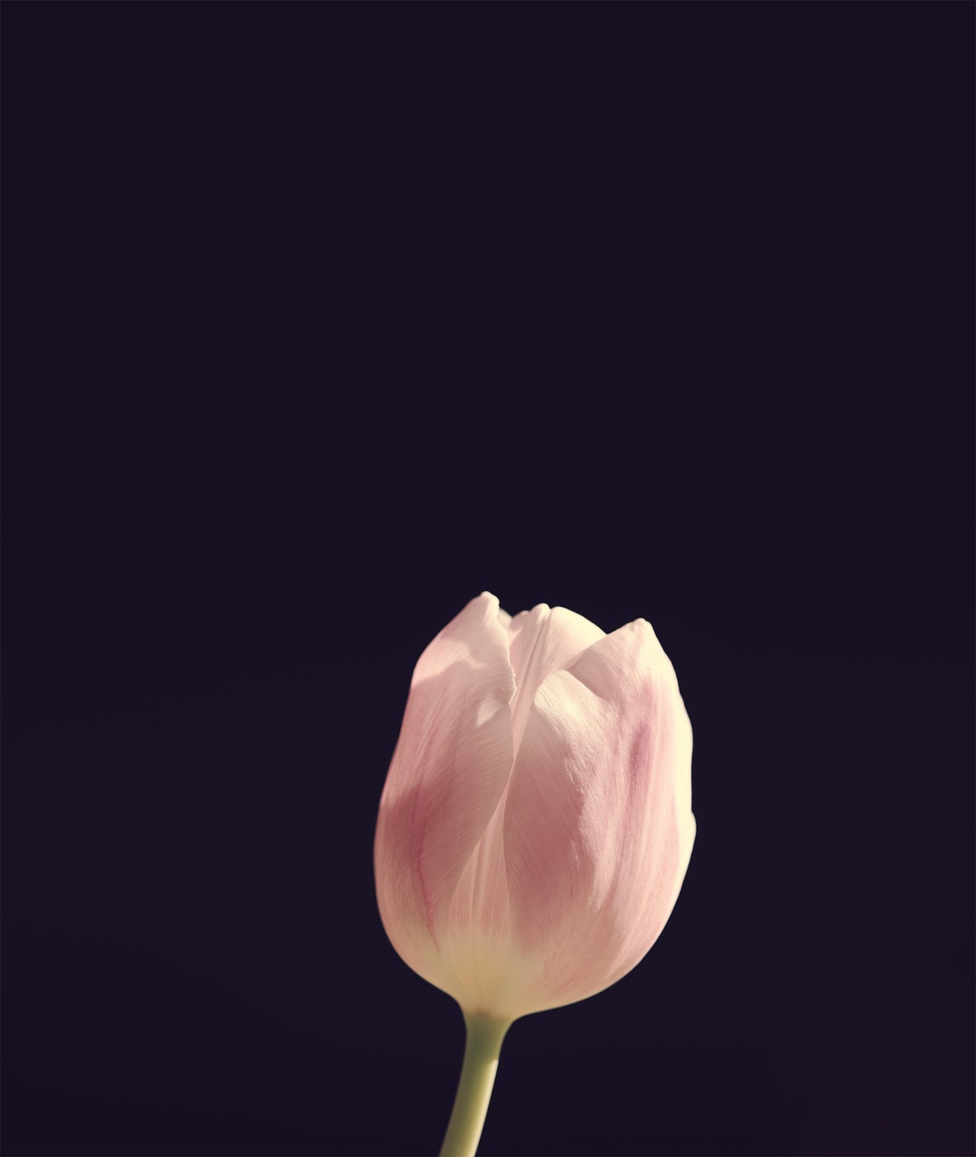 tulip  flower  blossom free photo