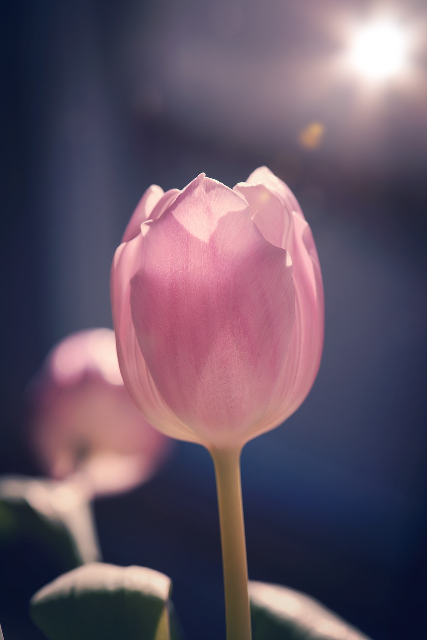 tulip  flower  pink free photo