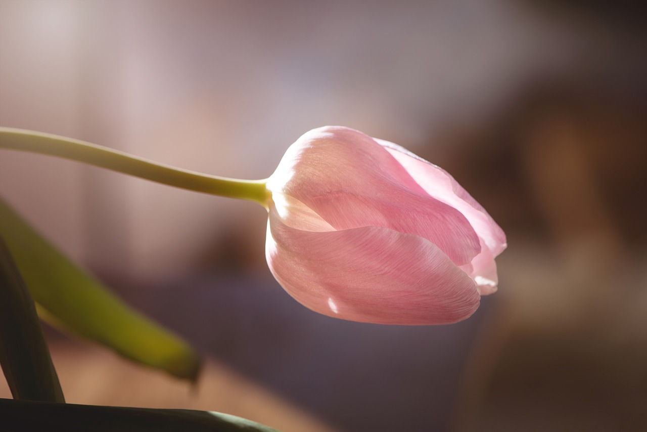 tulip  flower  blossom free photo