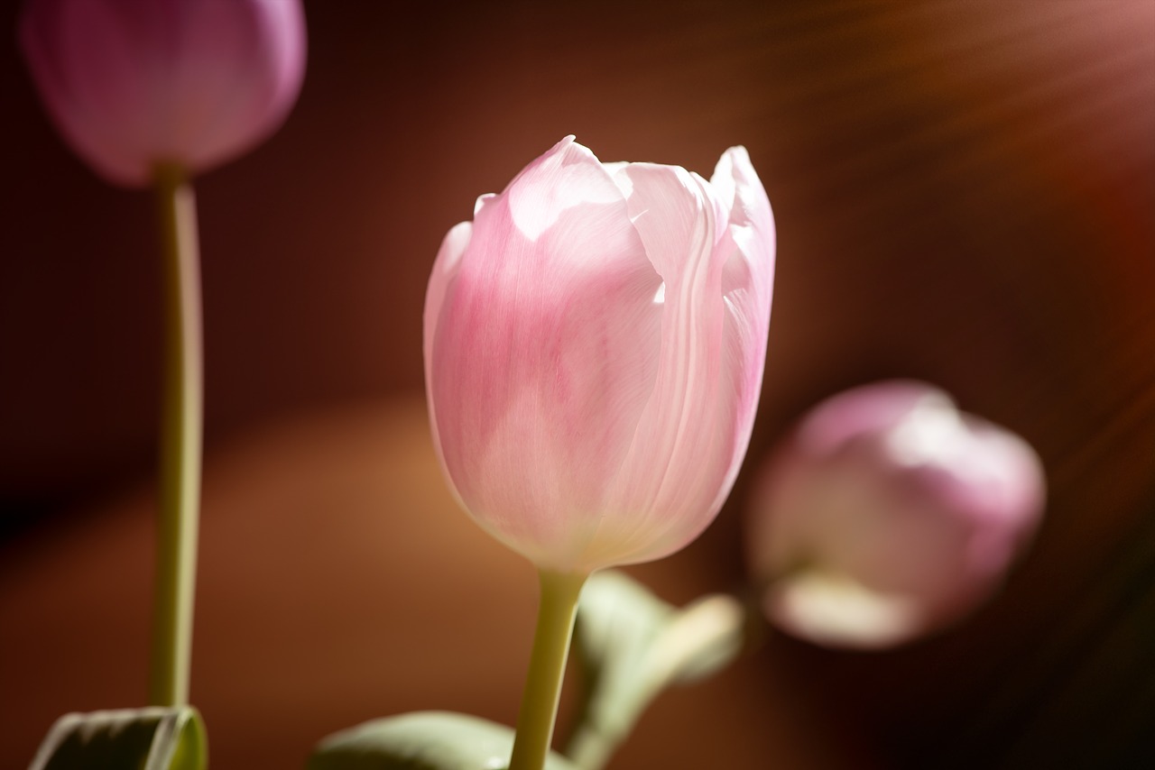 tulip  flower  pink free photo