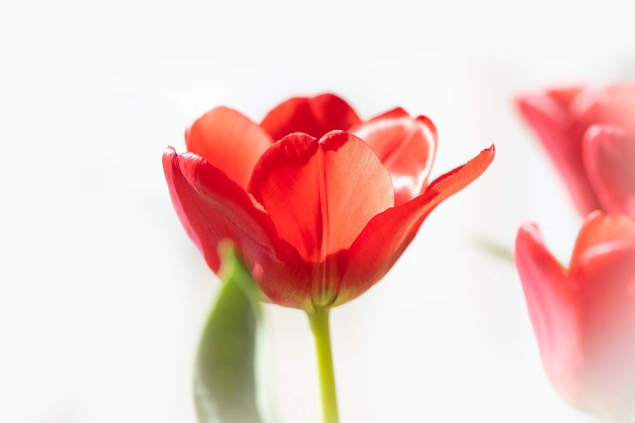 tulip  flower  red free photo