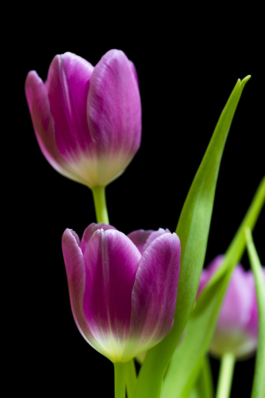 tulip  flower  tulips free photo