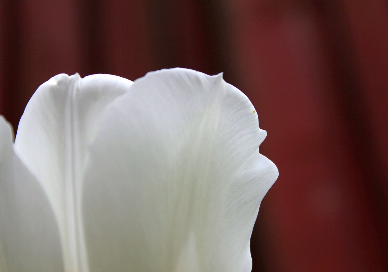 tulip  flower  white free photo