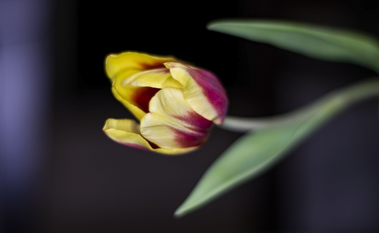 tulip  macro  close-up free photo