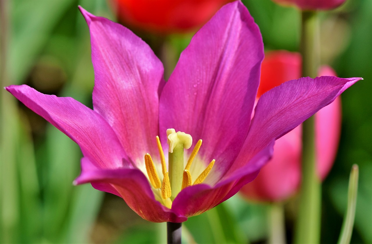 tulip  tulpenbluete  tulip field free photo