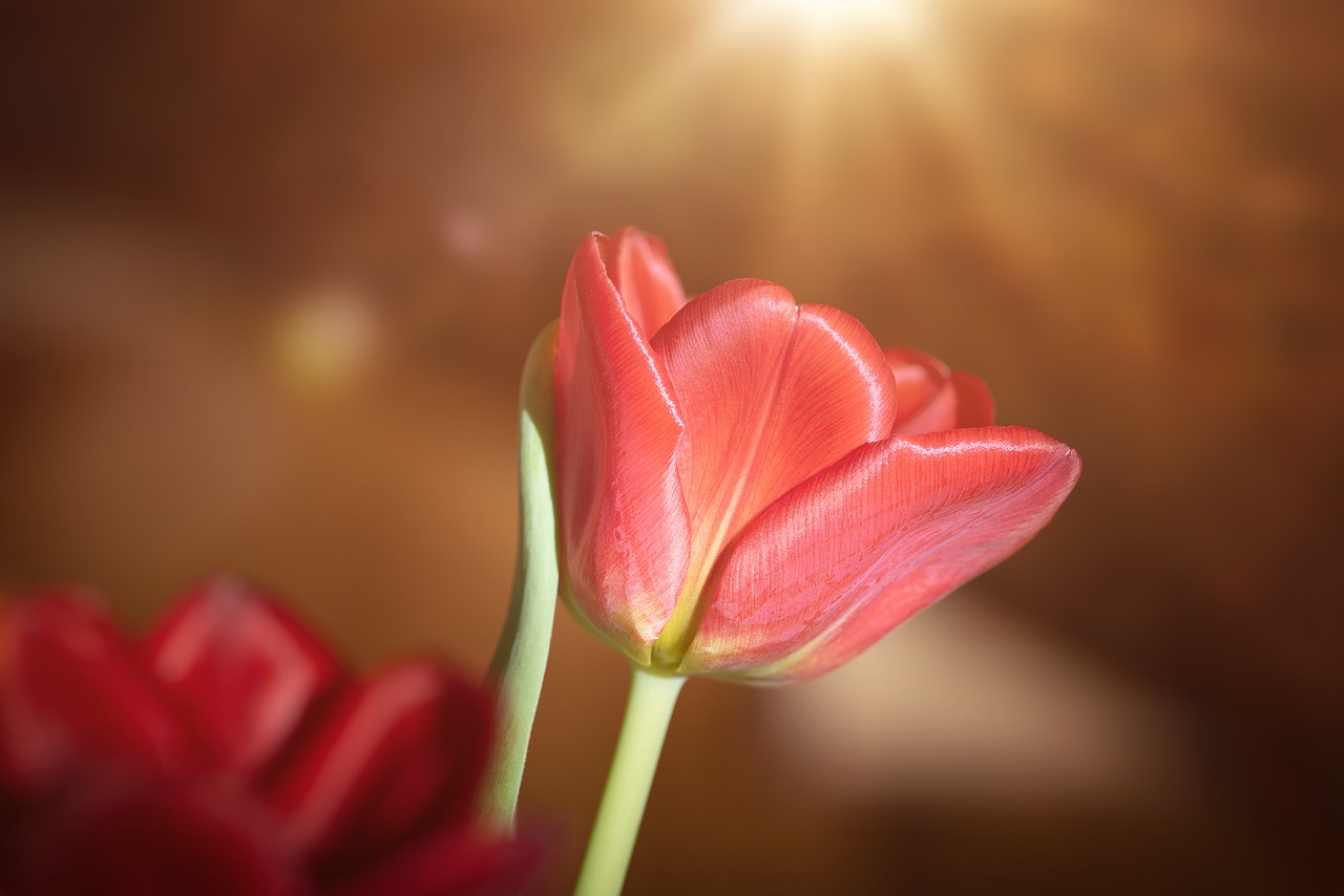 tulip  red  flower free photo