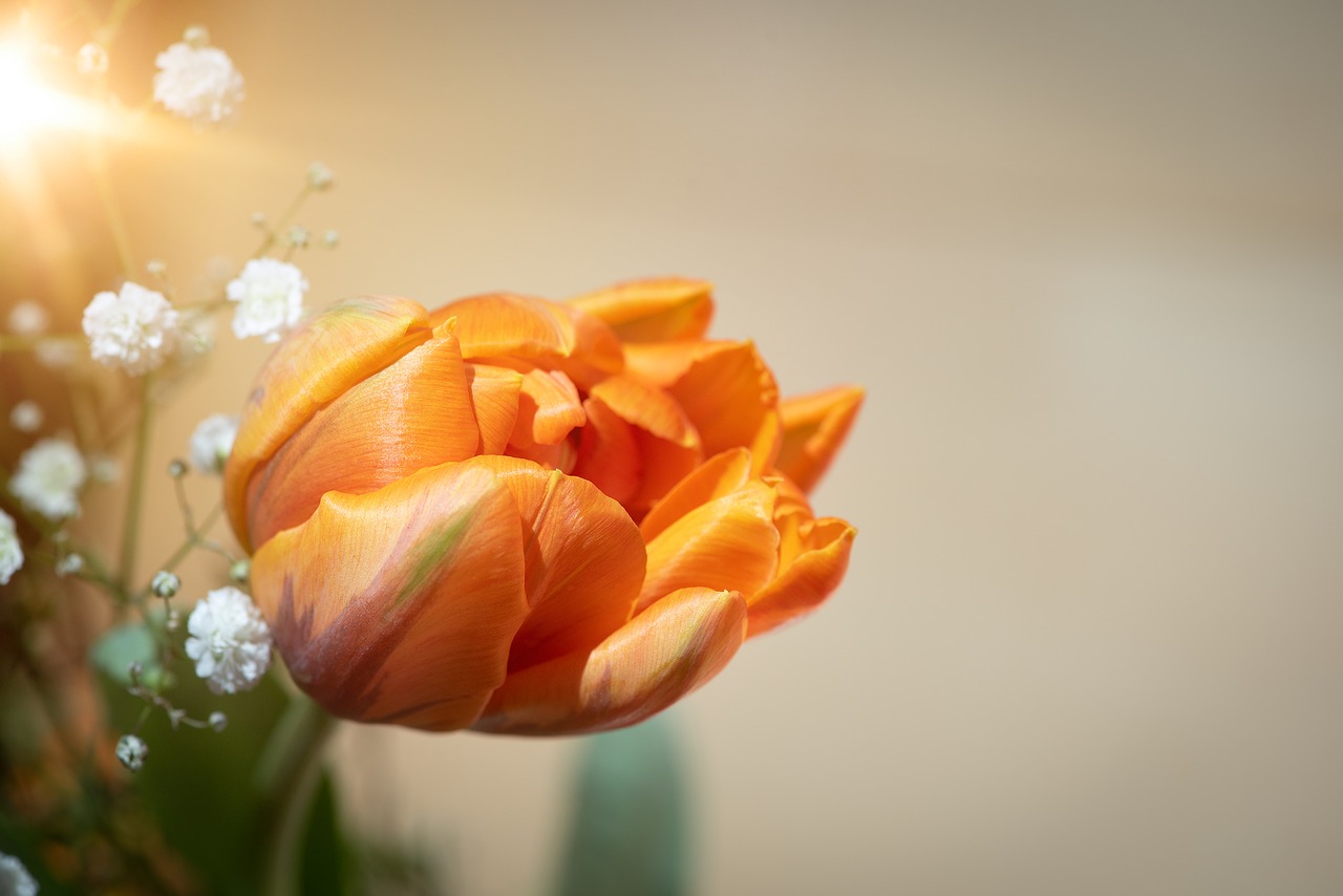 tulip  flower  orange free photo