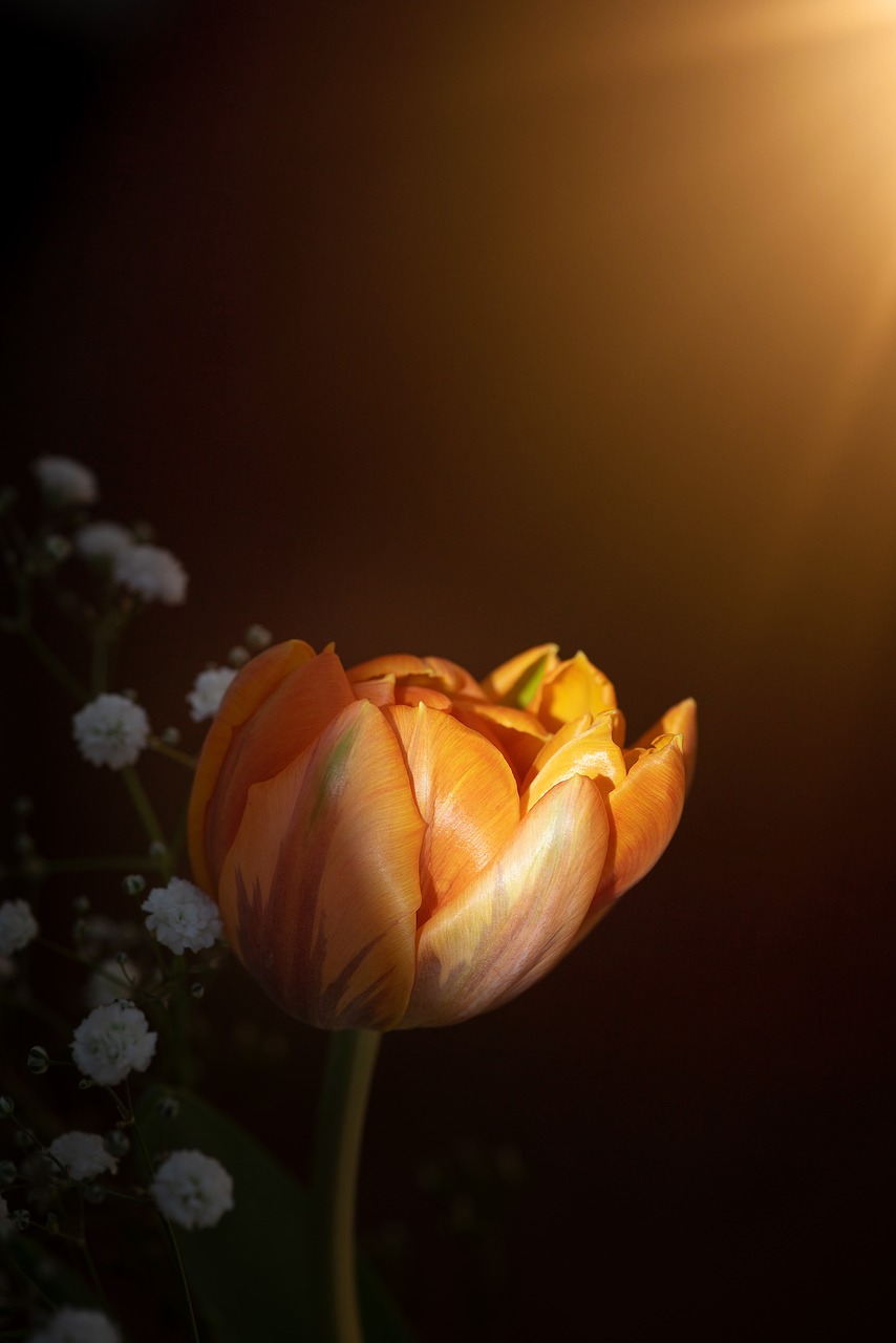 tulip  flower  blossom free photo