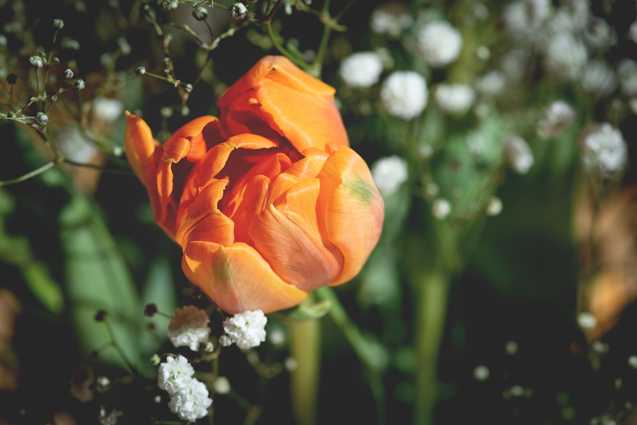 tulip  flower  blossom free photo