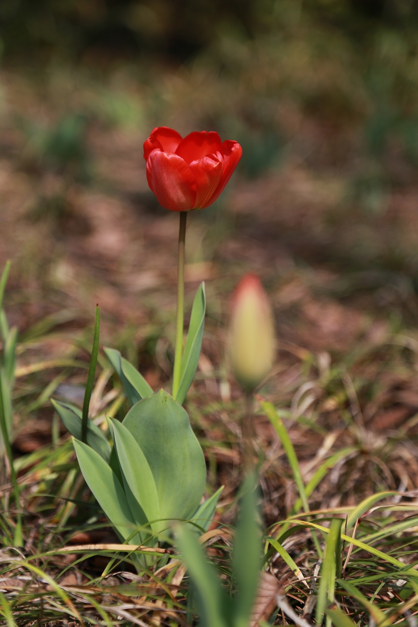 tulip  flowers  bud free photo