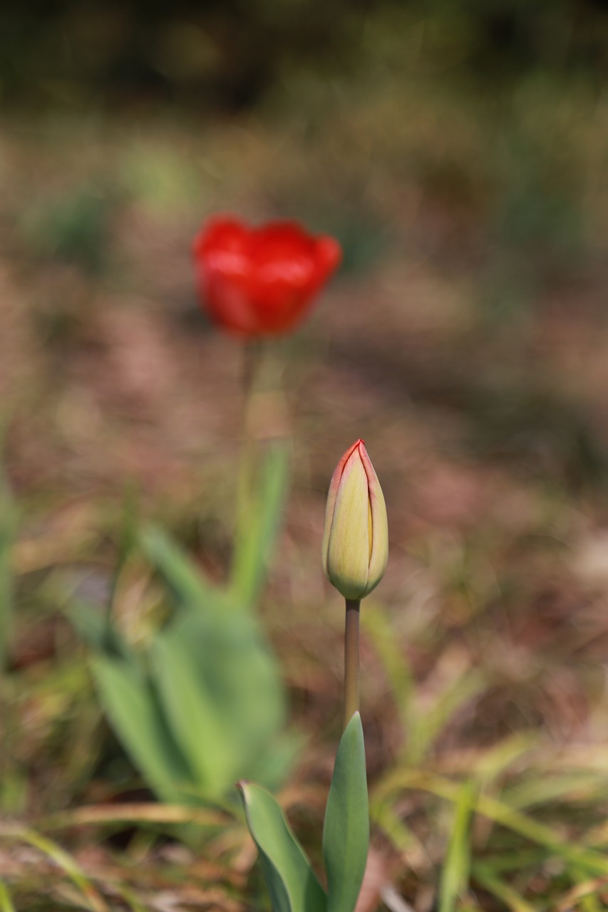 tulip  flowers  bud free photo