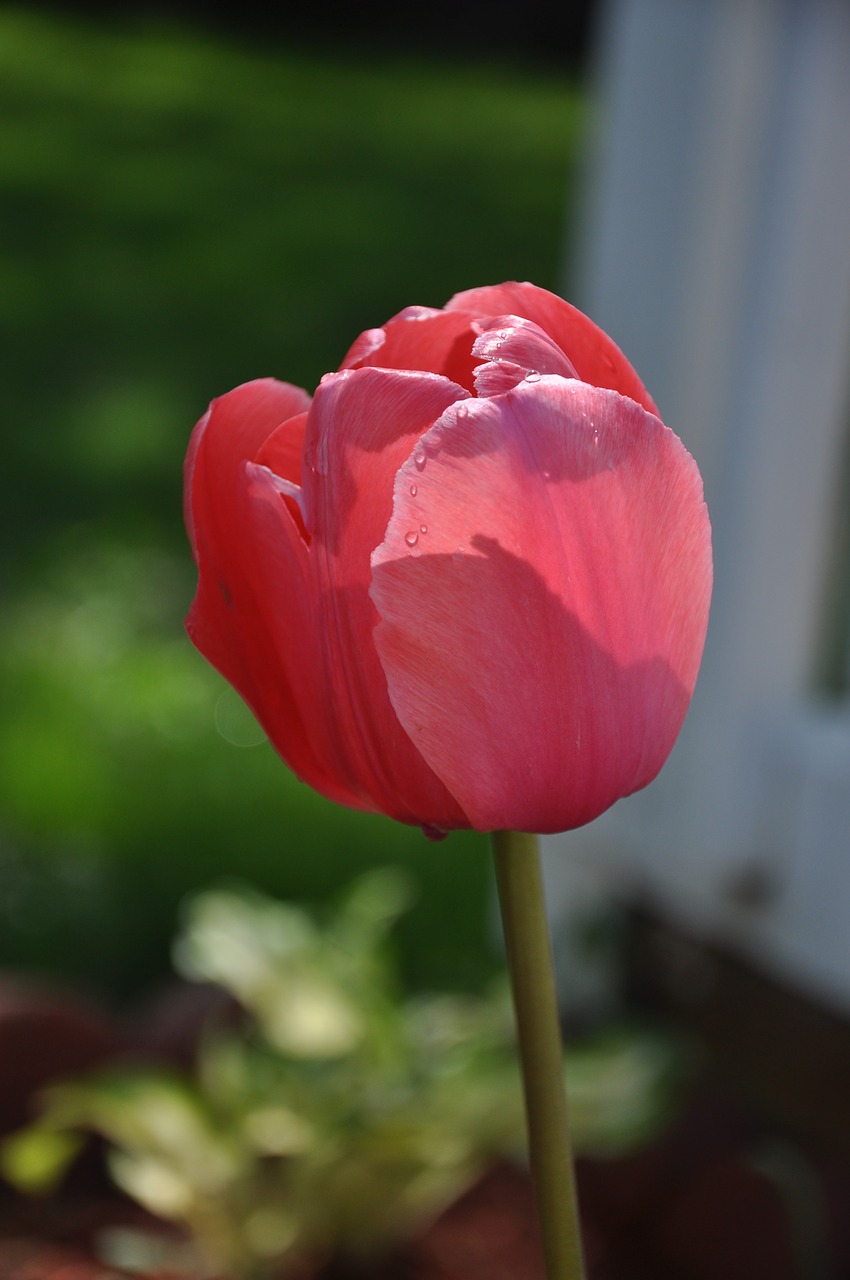 tulip  garden  flower free photo