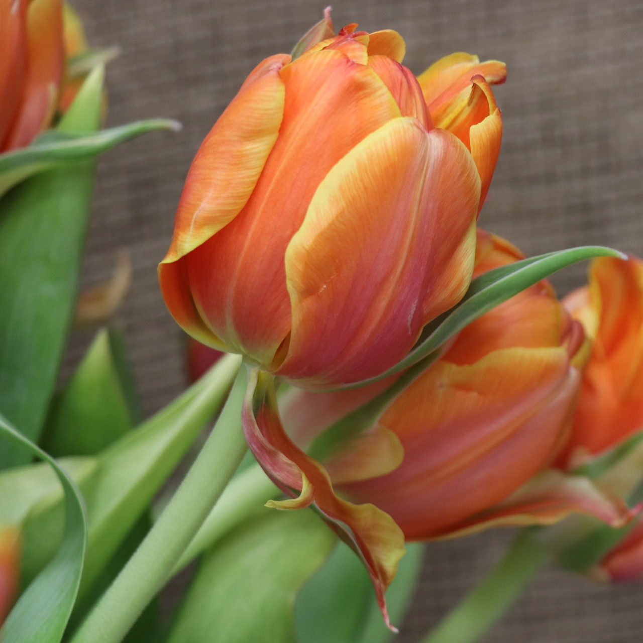 tulip  orange  tulips free photo