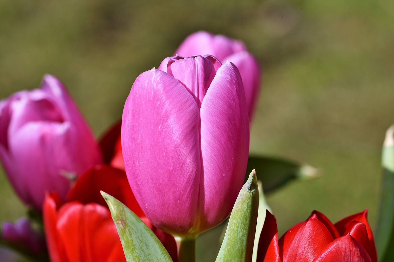 tulip  tulpenbluete  tulip field free photo