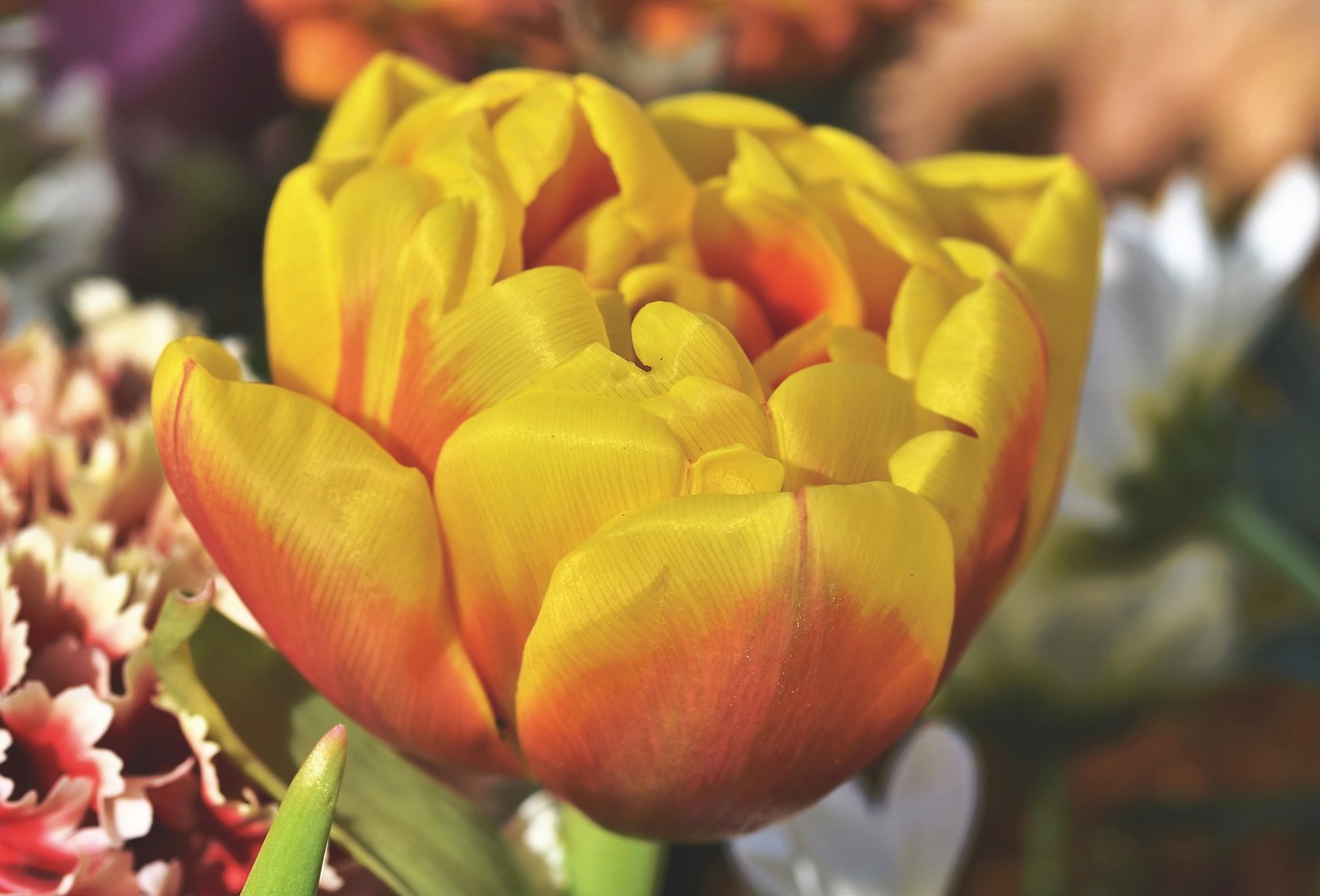 tulip  tulpenbluete  tulip field free photo