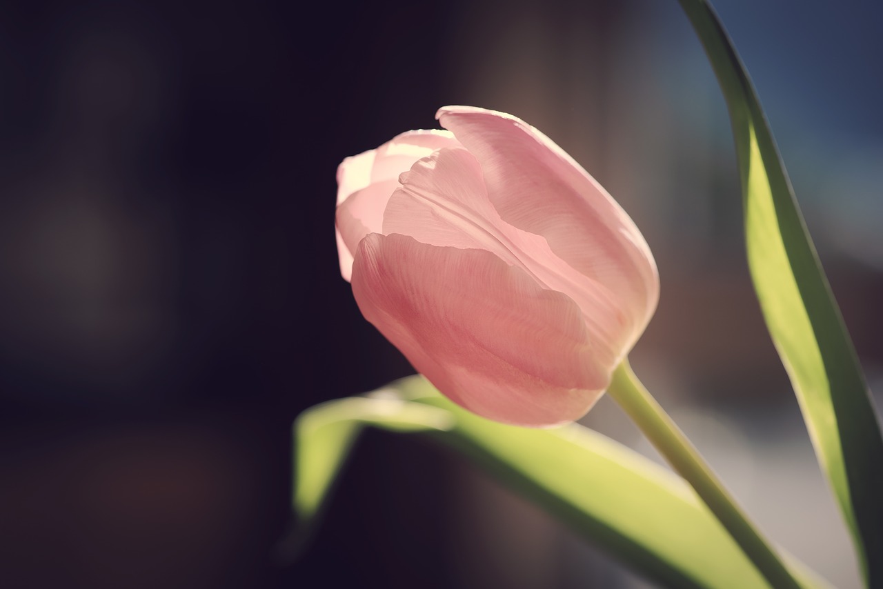 tulip  flower  blossom free photo