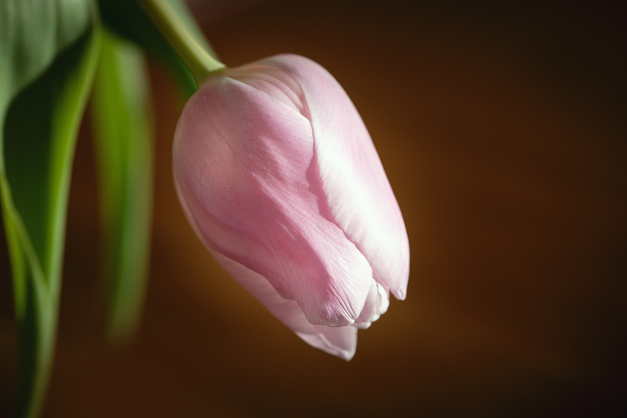 tulip  flower  pink free photo