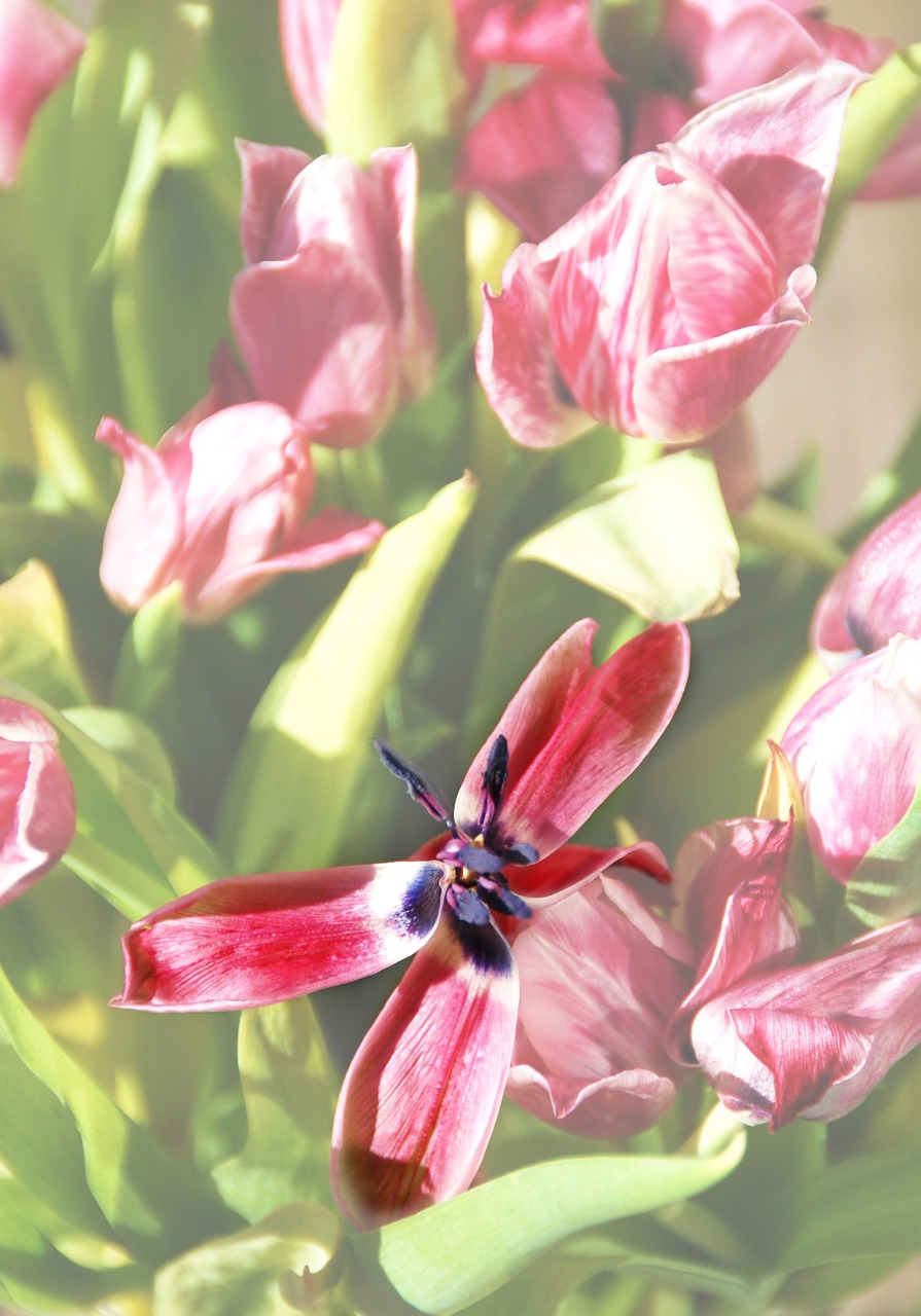 tulip  overblown  plants free photo