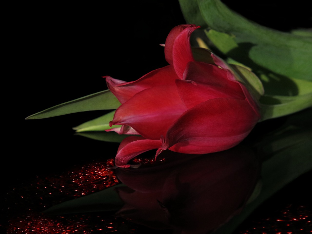 tulip  red  red tulip free photo