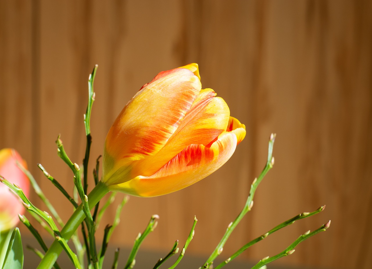 tulip  flower  orange free photo