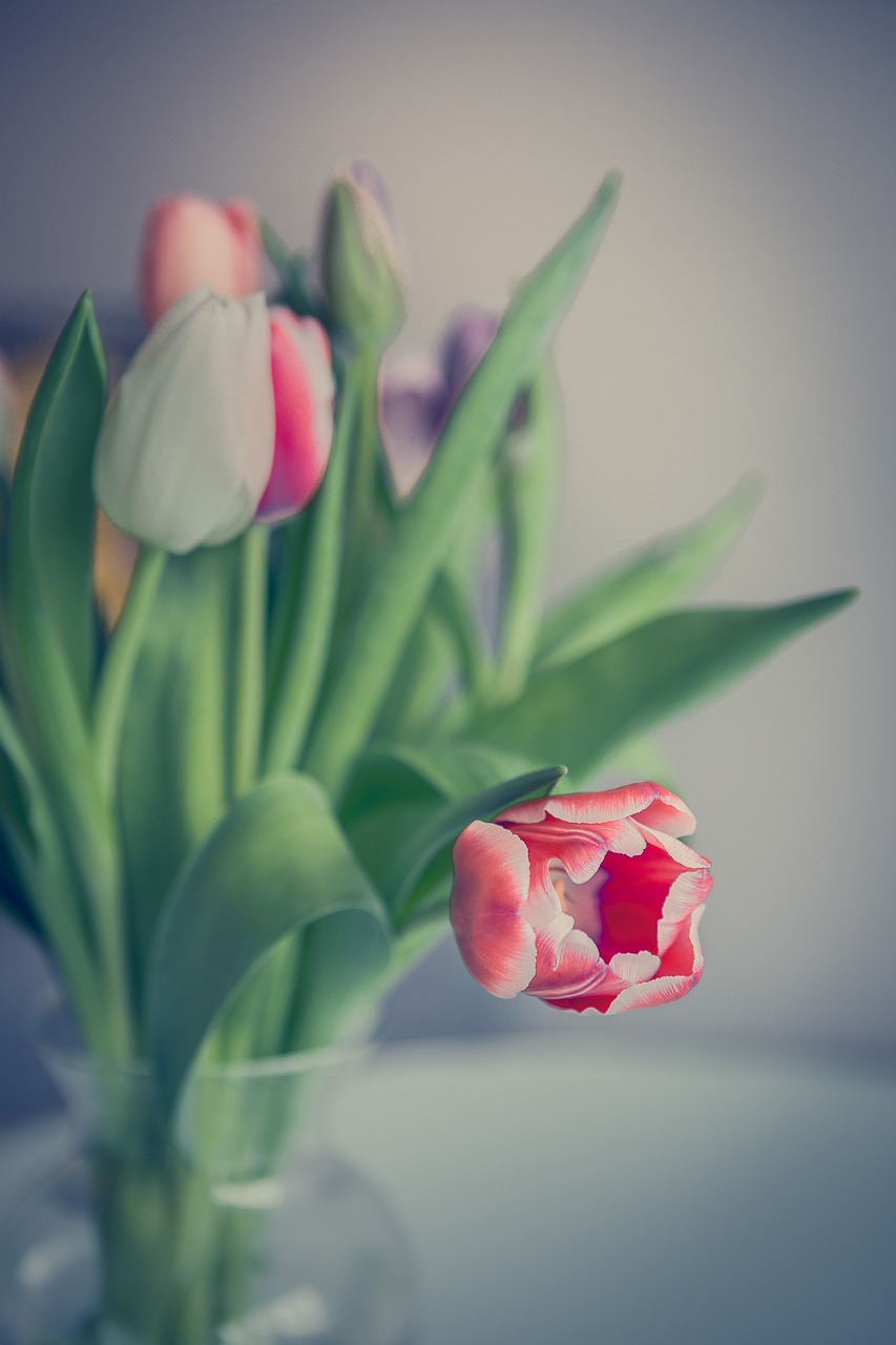 tulip  flowers  tulips free photo