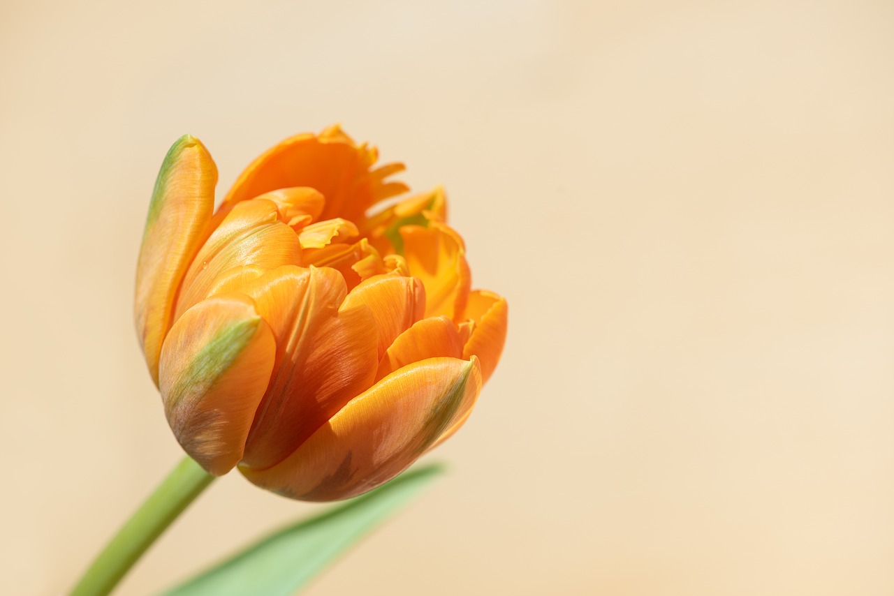 tulip  flower  orange free photo