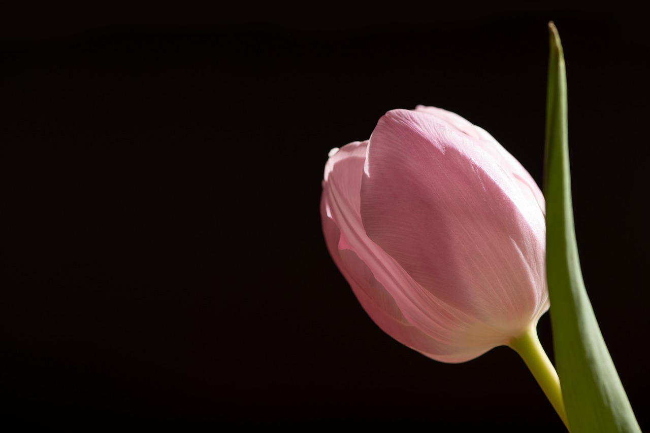 tulip  pink  flower free photo