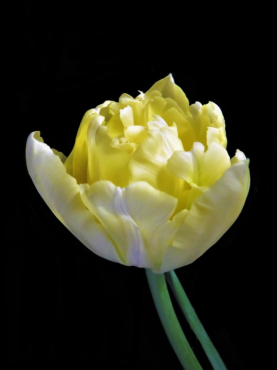 tulip  flower  spring free photo
