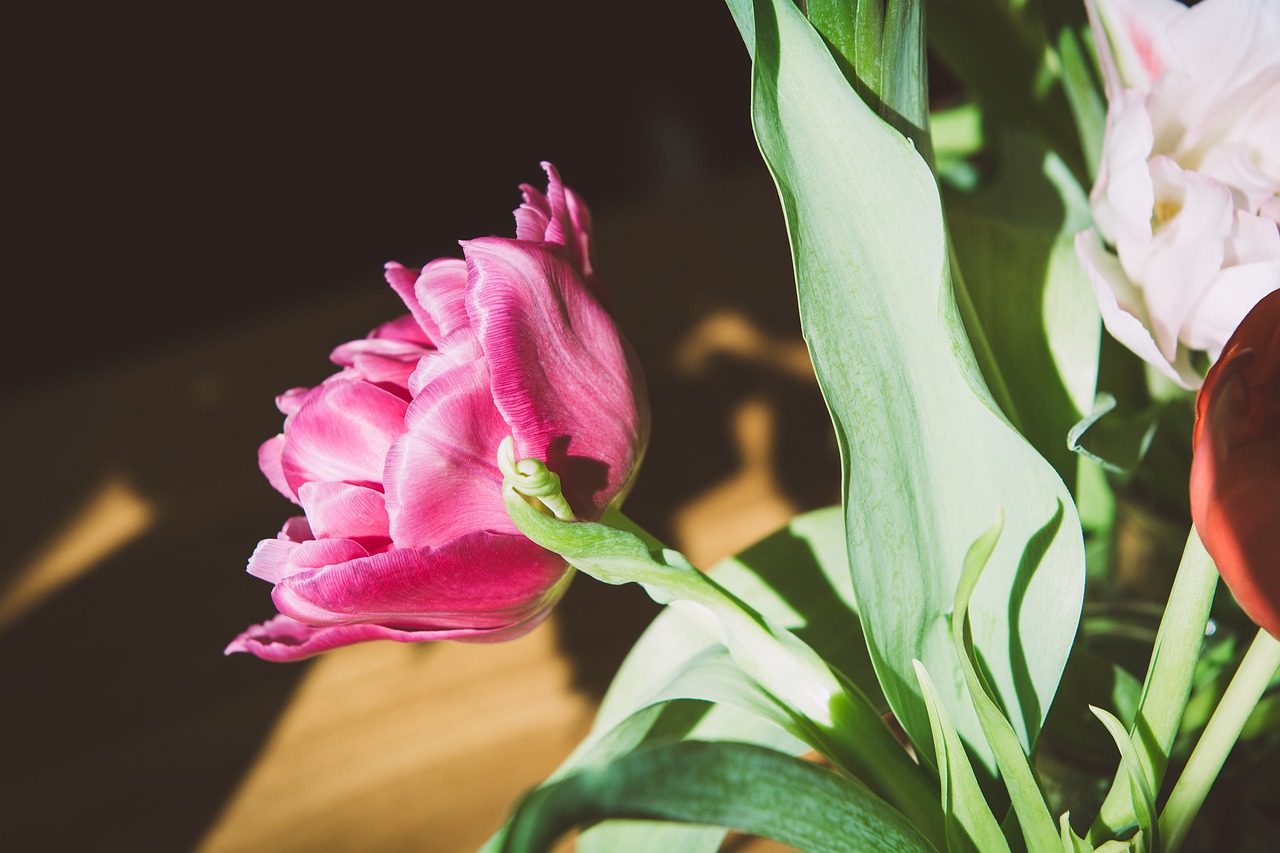 tulip  flower  pink free photo