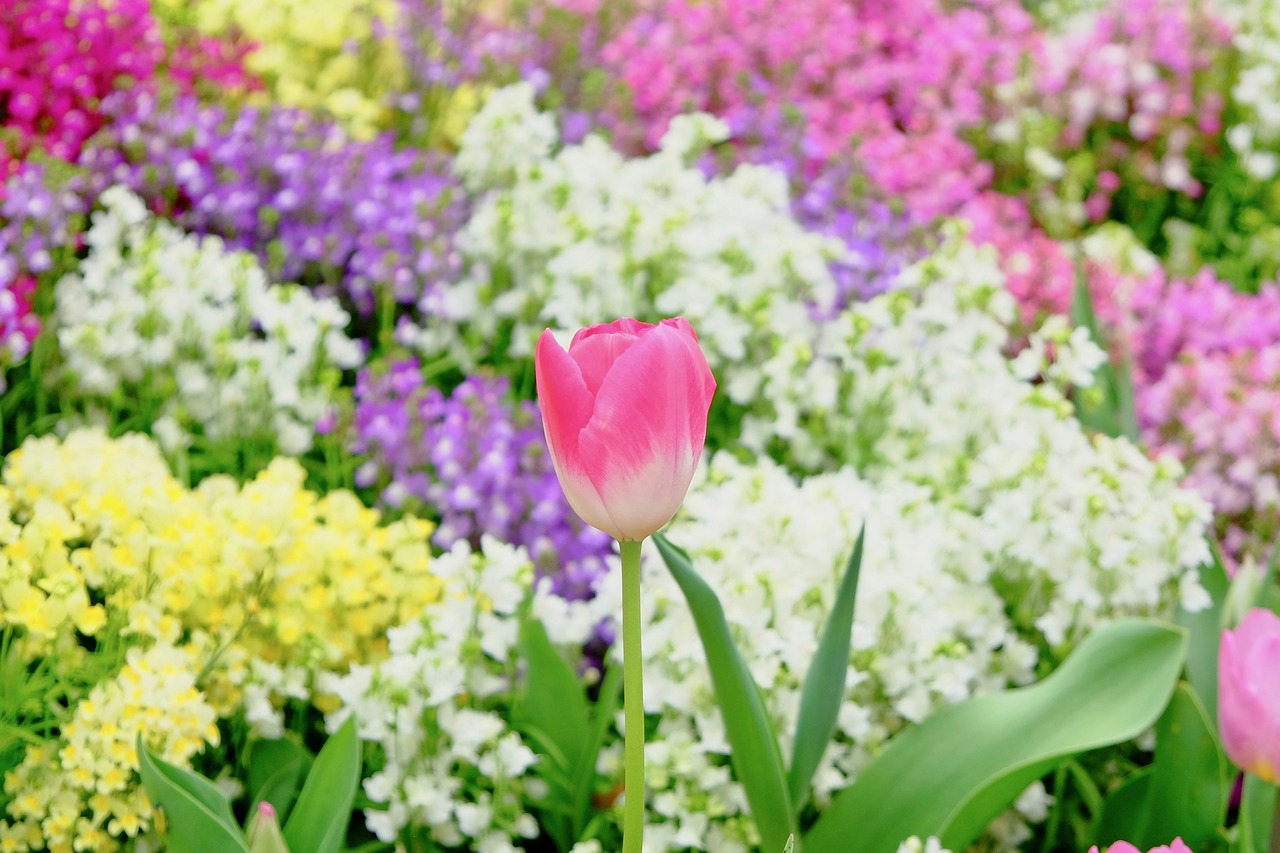 tulip  flower bed  colorful free photo