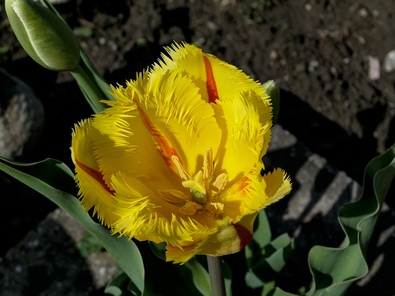 tulip  yellow  blossom free photo