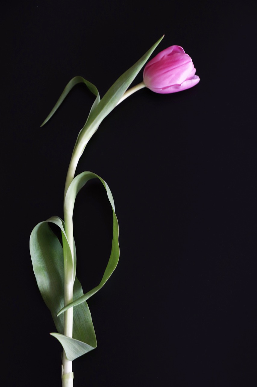 tulip  pink  postcard free photo