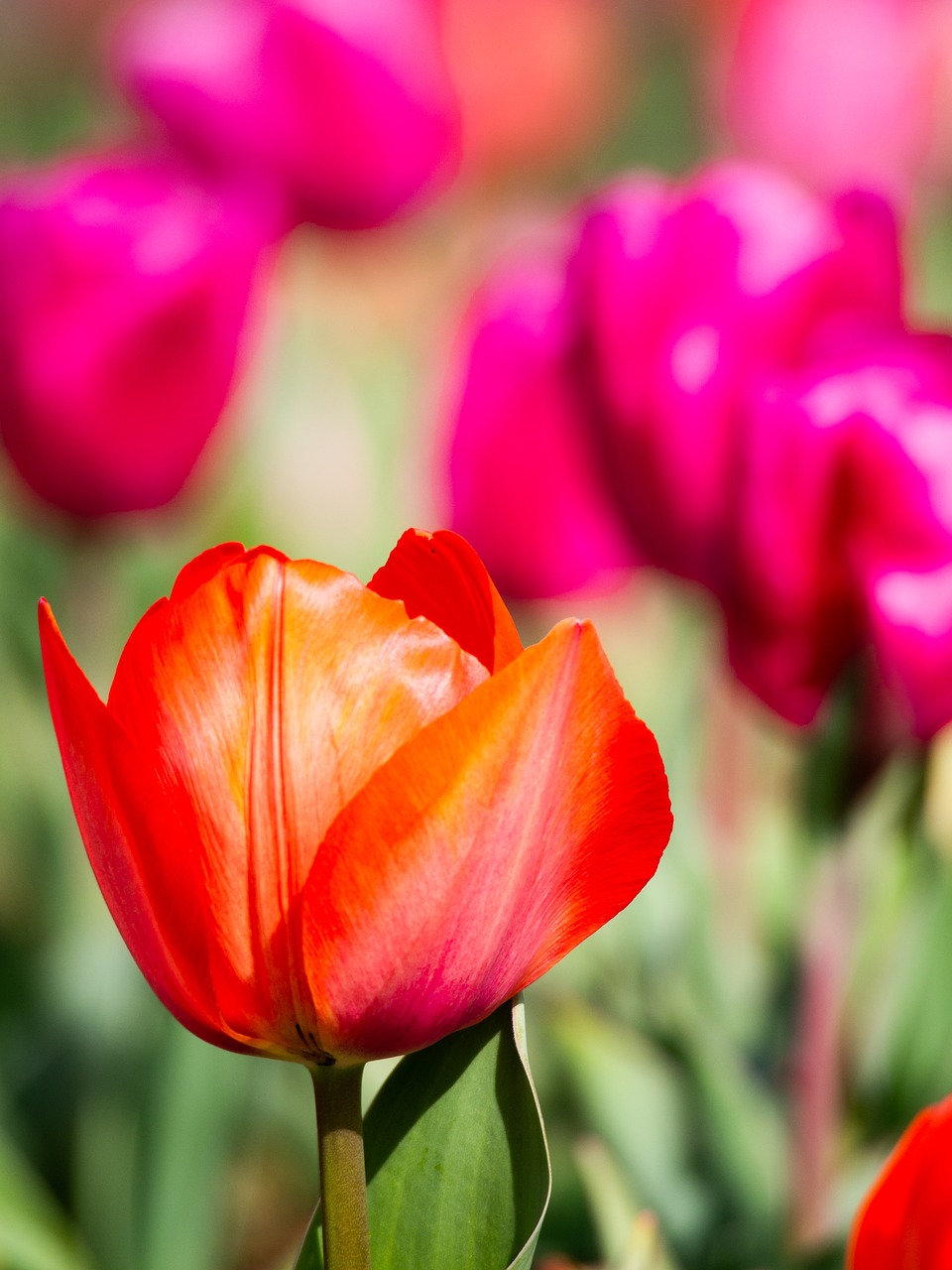 tulip  spring  tulip fields free photo